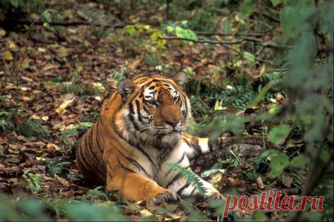 Очень забавные фото животных с эмоциями — найдите на них себя | WWF России | Яндекс Дзен