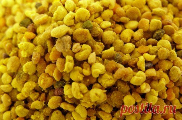 Полезные Свойства Пчелиной Перги и Способы Применения Пчелиная перга или «пчелиный хлеб» – удивительный дар природы, который создают маленькие жужжащие труженицы. Каждый из нас слышал про мед и его целебные