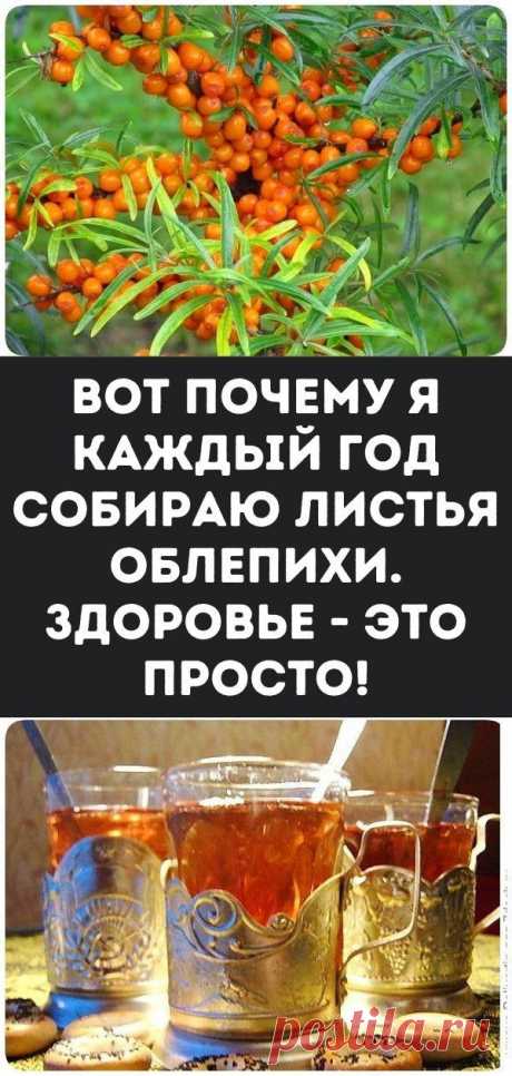 Вот почему я каждый год собираю листья облепихи. Здоровье - это просто!