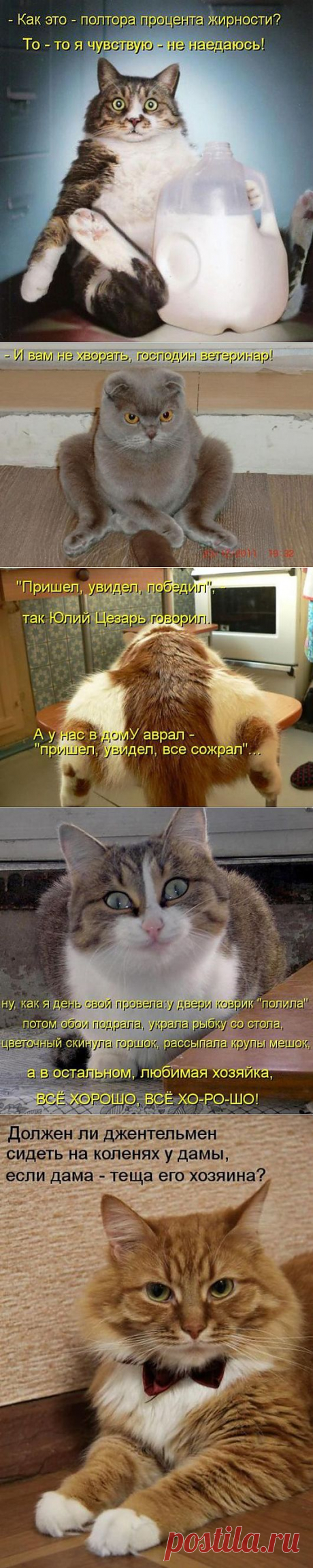 Котодром (23.07.13) | SOFTMIXER