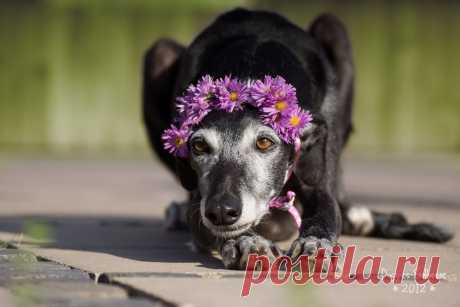 Doggies Erdbeeres Bild - Image &amp; Photo by Fotobibi from - Photography (30042108) | fotocommunity