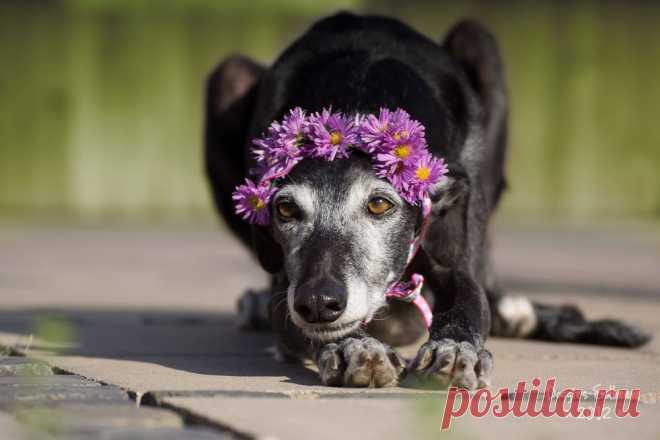 Doggies Erdbeeres Bild - Image & Photo by Fotobibi from - Photography (30042108) | fotocommunity