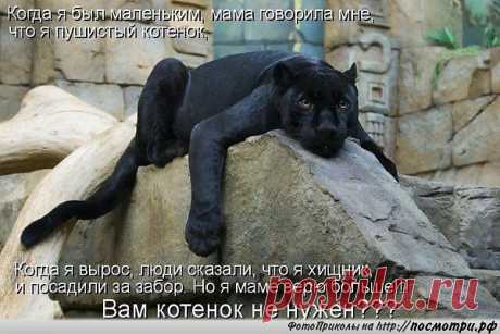 Однако.....               Котенок...