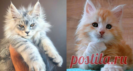 Котята мейн-куны невероятно красивы. Подборка милых фото - Все самое интересное! ДНК тигра, самого крупного и опасного из всех больших кошек в мире,...