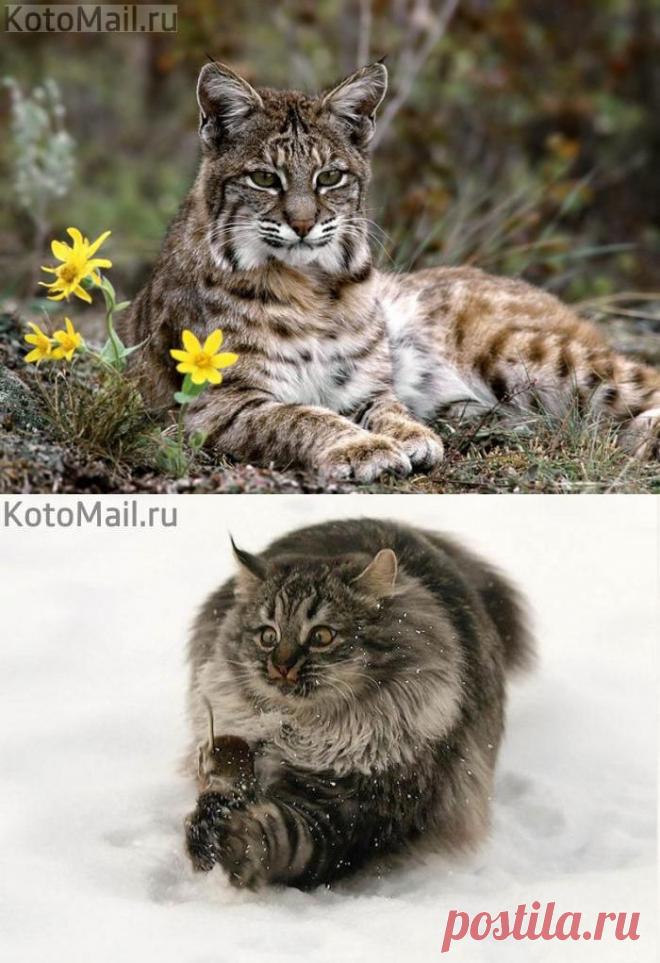 Выглядываю добычу! | KotoMail.ru