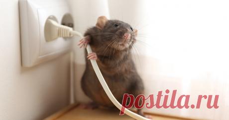 Как поймать крысу дома? — Ботаничка