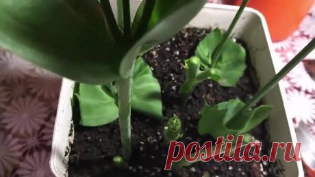 Как быстро вырастить эустому! Практичные советы!