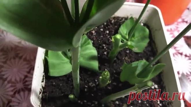 Как быстро вырастить эустому! Практичные советы!