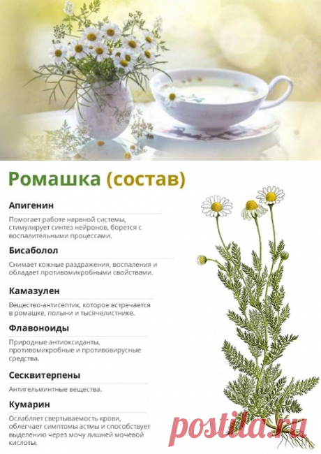 Чем полезен чай из ромашки: лечебные свойства, применение
Ромашковый чай – напиток, оказывающий мягкое седативное и противовоспалительное воздействие на организм. Улучшает сон, помогает снять стресс и успокоить нервную систему при повышенной возбудимости, положительно влияет на работу органов ЖКТ.

Ромашковый напиток против рака

Продолжительность жизни раковых клеток намного больше, чем здоровых. Это один из факторов, провоцирующих их быстрое распространение и развитие.