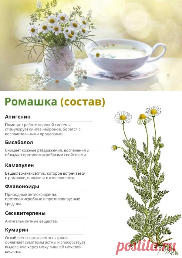 Чем полезен чай из ромашки: лечебные свойства, применение
Ромашковый чай – напиток, оказывающий мягкое седативное и противовоспалительное воздействие на организм. Улучшает сон, помогает снять стресс и успокоить нервную систему при повышенной возбудимости, положительно влияет на работу органов ЖКТ.

Ромашковый напиток против рака

Продолжительность жизни раковых клеток намного больше, чем здоровых. Это один из факторов, провоцирующих их быстрое распространение и развитие.