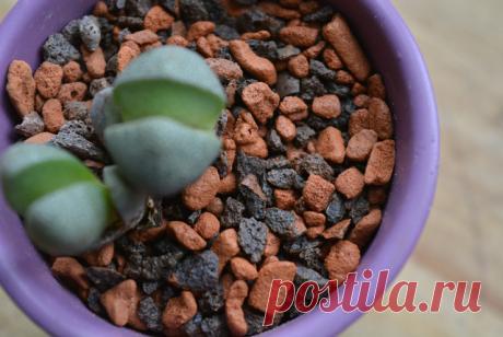 Вопрос: Чем заменить землю для растений в горшках Вулканическая лава, гидрогрунт, глиняные гранулы и даже наполнитель для кошачьего туалета — что в них может вырасти?