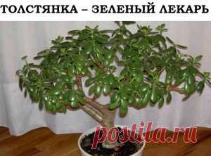 Полезные свойства толстянки - Как я приготовила