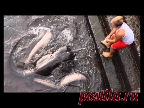 Мальчик кормит ската