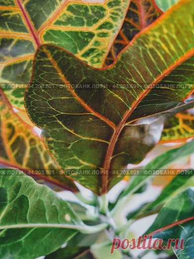 Codiaeum houseplant leaves close-up, nature pattern background Стоковое фото, фотограф Ilaronsia / Фотобанк Лори