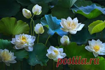 Изображение пина-истории