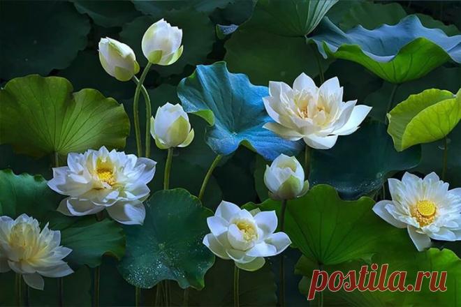 Изображение пина-истории