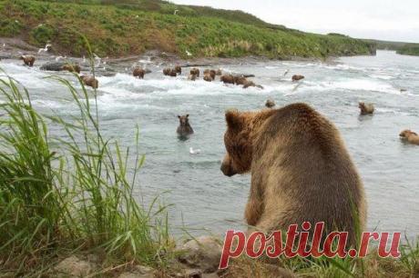 Камчатка. Рыба  пошла.