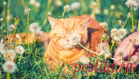 Старая мудрая кошка лежала на травке и грелась на солнышке. Тут мимо нее пронёсся маленький шустрый котёнок. Он кувырком прокатился мимо кошки, потом резво подскочил и снова начал бегать кругами. — Что ты делаешь? – лениво поинтересовалась кошка. — Я пытаюсь поймать свой хвост! – запыхавшись, ответил котёнок. — Но зачем? – засмеялась кошка. — Мне сказали, что хвост – моё счастье. Если я поймаю свой хвост, то поймаю и своё счастье. Вот я и бегаю уже третий день за своим хвостом. Но он всё время…