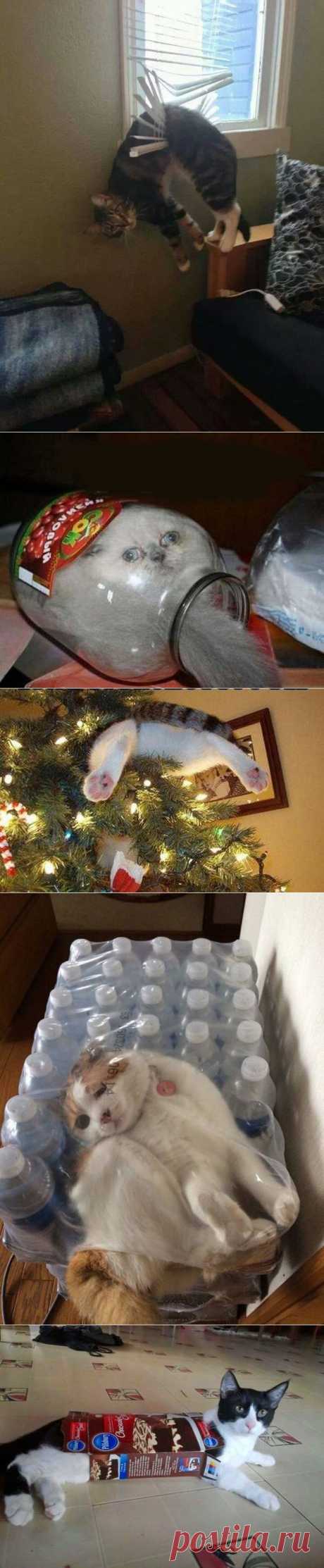 Наши усатые братья меньшие