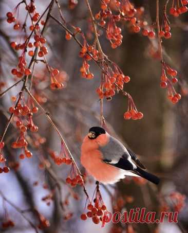 Пин на доске Bullfinch
