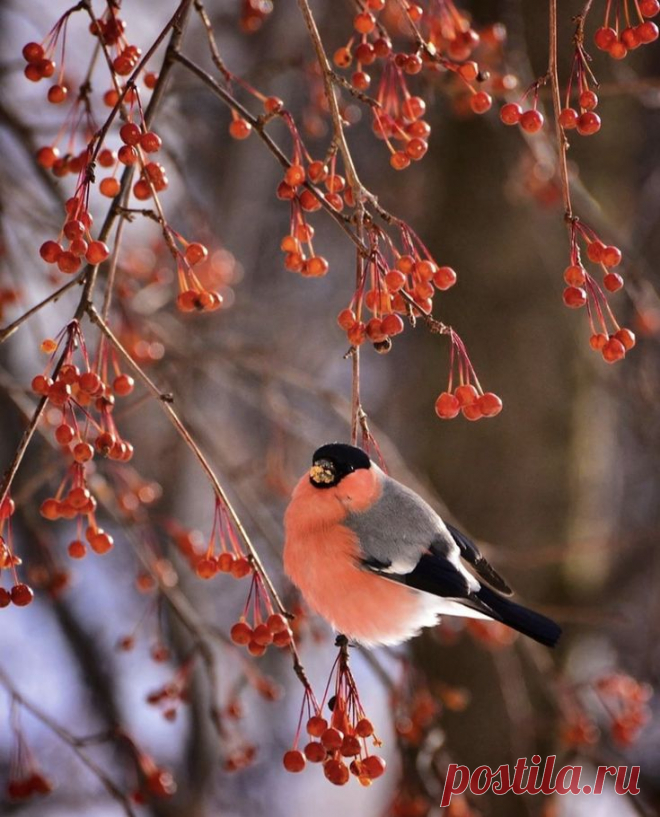 Пин на доске Bullfinch