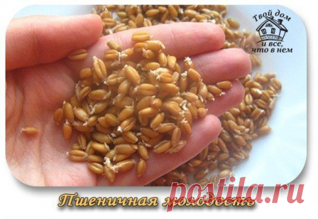пшеничная молодость