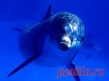 Водный мир. ***. Wallpapers. Обои для рабочего стола.