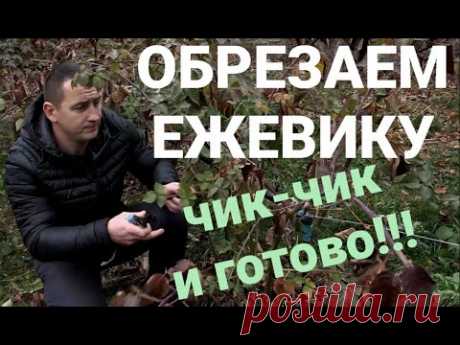 Обрезка ежевики осенью!  СОЦВЕТИЯ под КОРЕНЬ!!!