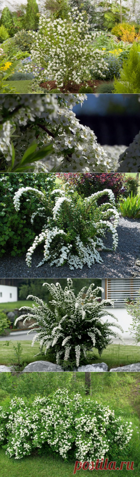 Лучшие виды и сорта весенних спирей для цветников