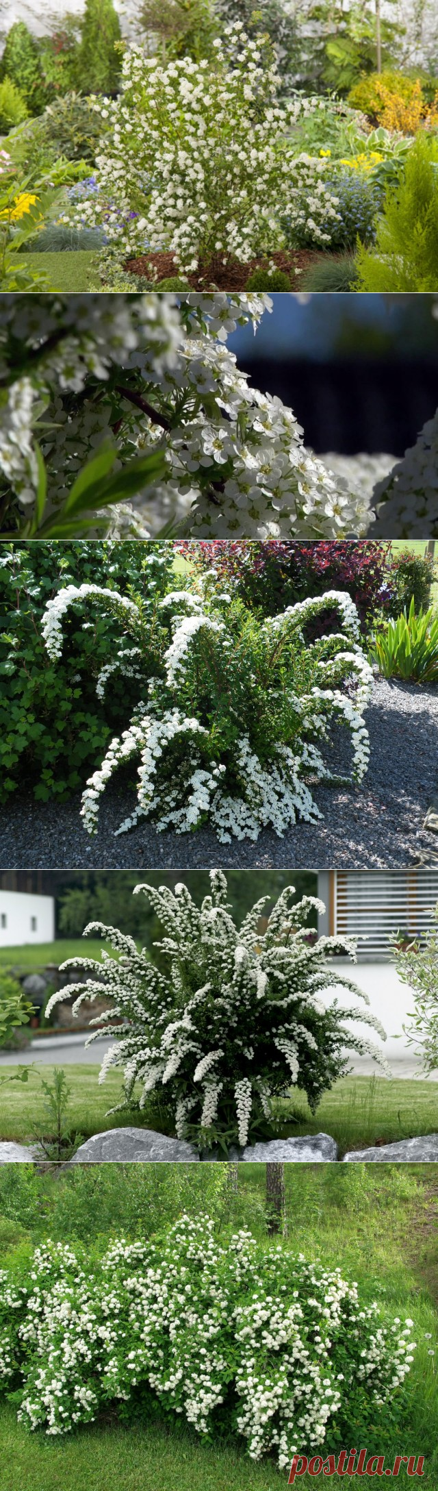 Лучшие виды и сорта весенних спирей для цветников