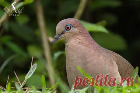 Сем. Голубиные (Columbidae)
Малая белолобая лептотила (Leptotila verreauxi)