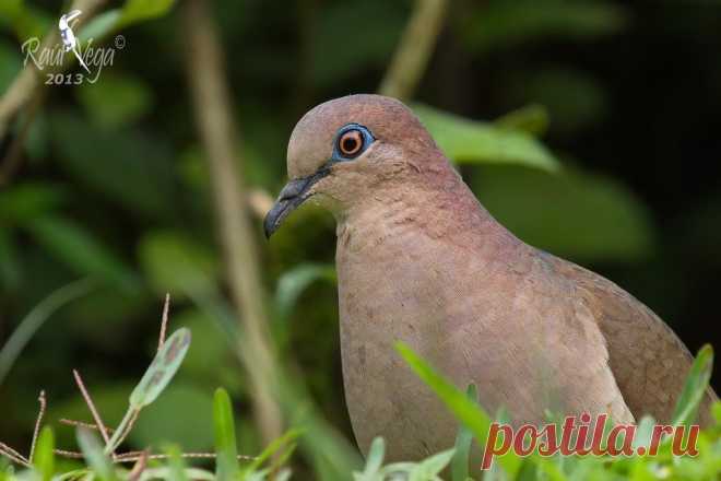 Сем. Голубиные (Columbidae)
Малая белолобая лептотила (Leptotila verreauxi)