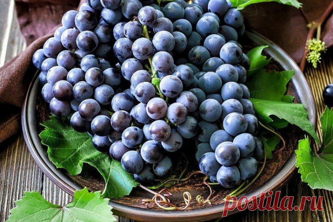 Сорта винограда без косточек - фото, названия и описания (каталог) Сорта винограда без косточек пользуются особой любовью у владельцев виноградников. Их удобно есть и использовать для заготовок, их можно засушить или отправить на вино. Узнали о самых популярных, неприхотливых и вкусных видах специально для тебя – с фото и названиями!