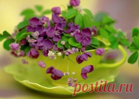 акебия, или шоколадная лиана.