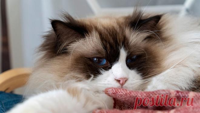 Приставы очистили квартиру россиянки от 70 животных и одной вороны. В башкирском городе Нефтекамск судебные приставы принудительно изъяли у местной жительницы 40 кошек, 30 собак и одну ворону. Об этом сообщили в пресс-службе ведомства. Местные жители жаловались на крики животных по ночам, а также на ...