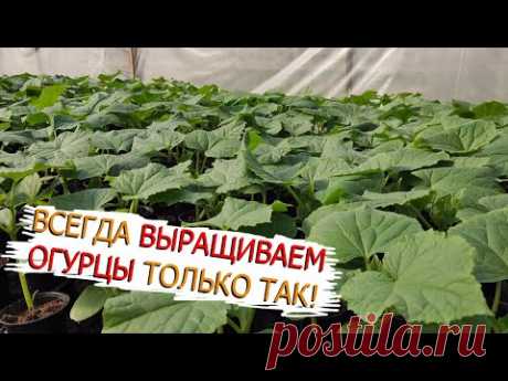 НЕ сейте огурцы пока НЕ посмотрите это видео! Следуйте этим СОВЕТАМ и у вас будет КРЕПКАЯ рассада!