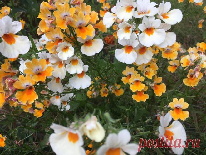 Почему никто не сажает цветок Немезию? Цветет 4 месяца подряд | Есть время под солнцем | Яндекс Дзен