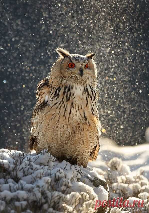 Найдено на сайте owlygeek.tumblr.com.