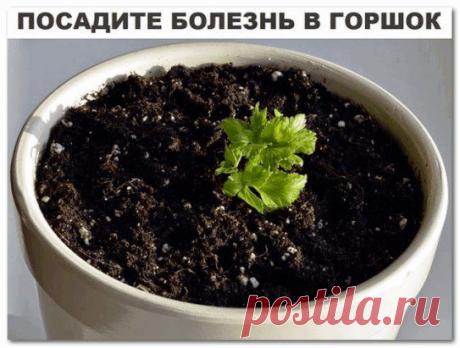 ПОСАДИТЕ БОЛЕЗНЬ В ГОРШОК.
Исцелить человека можно очень простым способом, который доступен практически каждому. Основывается он на проверенной веками практике, что болезнь может быть перенесена с пациента на любой другой организм, в частности — на растение.