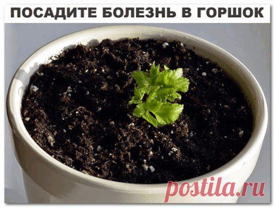 ПОСАДИТЕ БОЛЕЗНЬ В ГОРШОК.
Исцелить человека можно очень простым способом, который доступен практически каждому. Основывается он на проверенной веками практике, что болезнь может быть перенесена с пациента на любой другой организм, в частности — на растение.