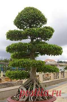 Magestic Trees