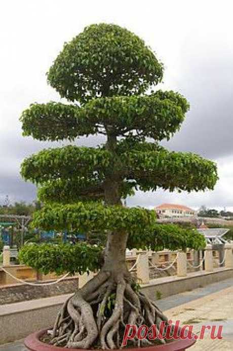 Magestic Trees