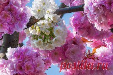 Популярные сегодня обои - обои на рабочий стол