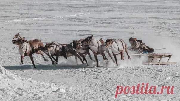Подрифтуем? Гонки на оленях в Надыме, ЯНАО. Автор фото – Камиль Нуреев: nat-geo.ru/photo/user/45458/