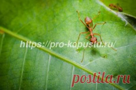 Муравьи на капусте - способы борьбы народными способами Муравьи на капусте часто пугают садоводов и огородников, так как могут уничтожить весь урожай. В этой статье мы поговорим о том, как с ними  бороться