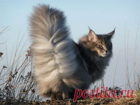 Кот павлин))) &amp;raquo; Авто - машины - механизмы - техника