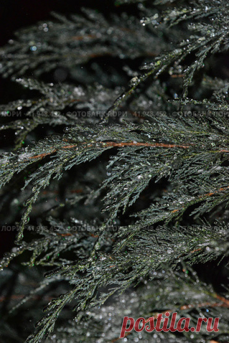 Close-up of beautiful frozen evergreen tree branches in dark cold snowy winter night. Nature background. Стоковое фото, фотограф Ilaronsia / Фотобанк Лори