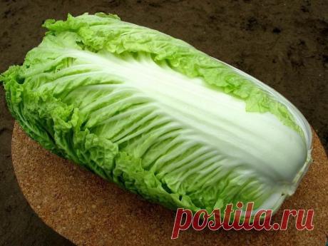Польза и вред пекинской капусты.