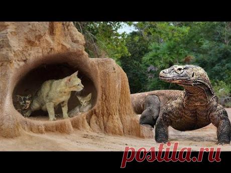 Комодский Варан Пожирает Все На Своем Пути. Варан В Деле...