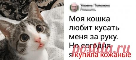 18 нахальных мордочек, которые успешно прячут свою настоящую личину под ангельской наружностью: